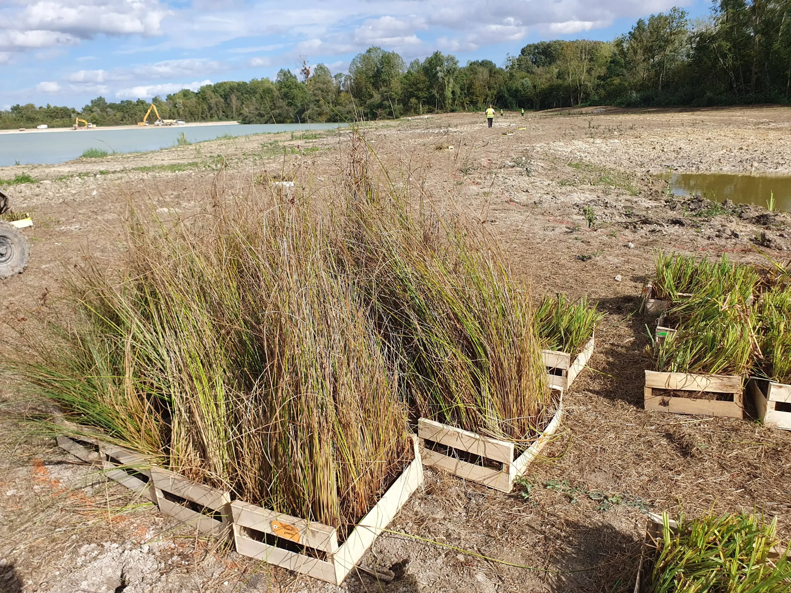 Aménagement d'espace naturel avec des plantes hélophytes