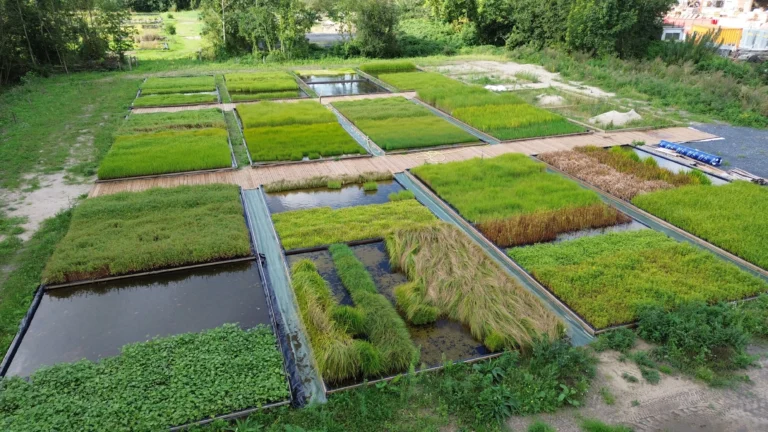 Vue de nos bassins de mini-mottes en pleine croissance