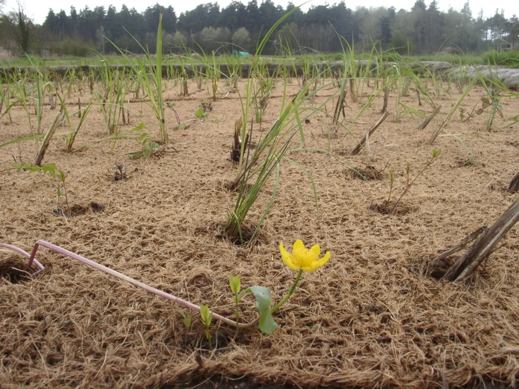 Vue de nos bassins de nattes hélophytes en cours de croissance